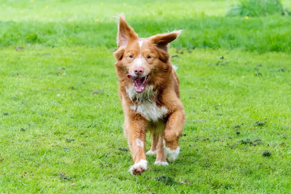 Comportementaliste canin à Ossen
