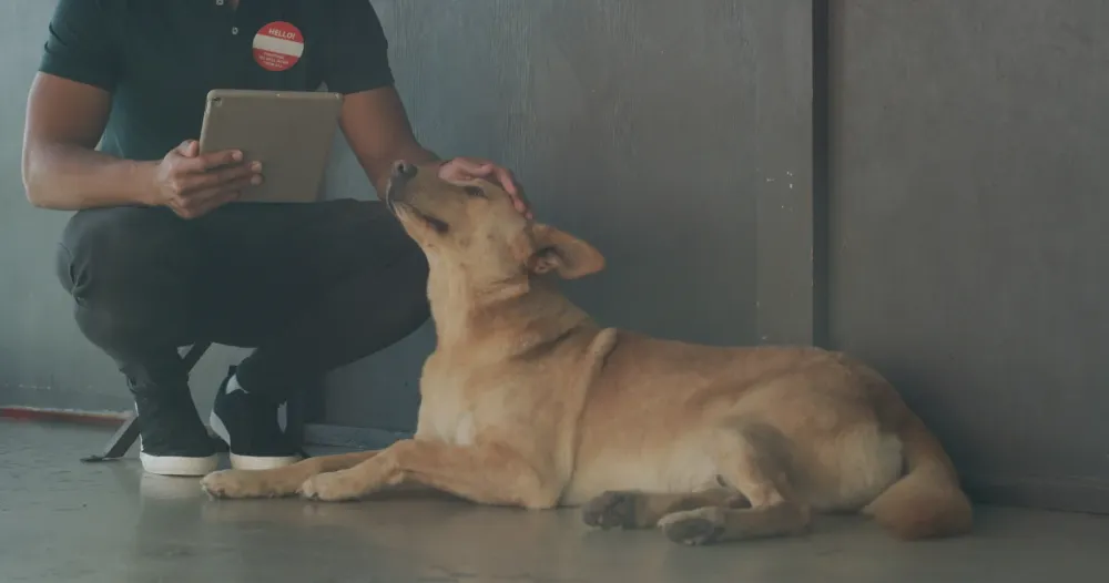 Éducateur canin à Ossen